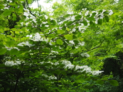 P5190119