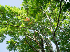 P7080063