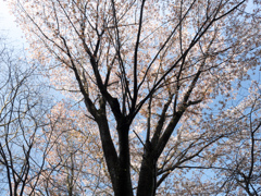 P4010033