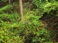 P4250007