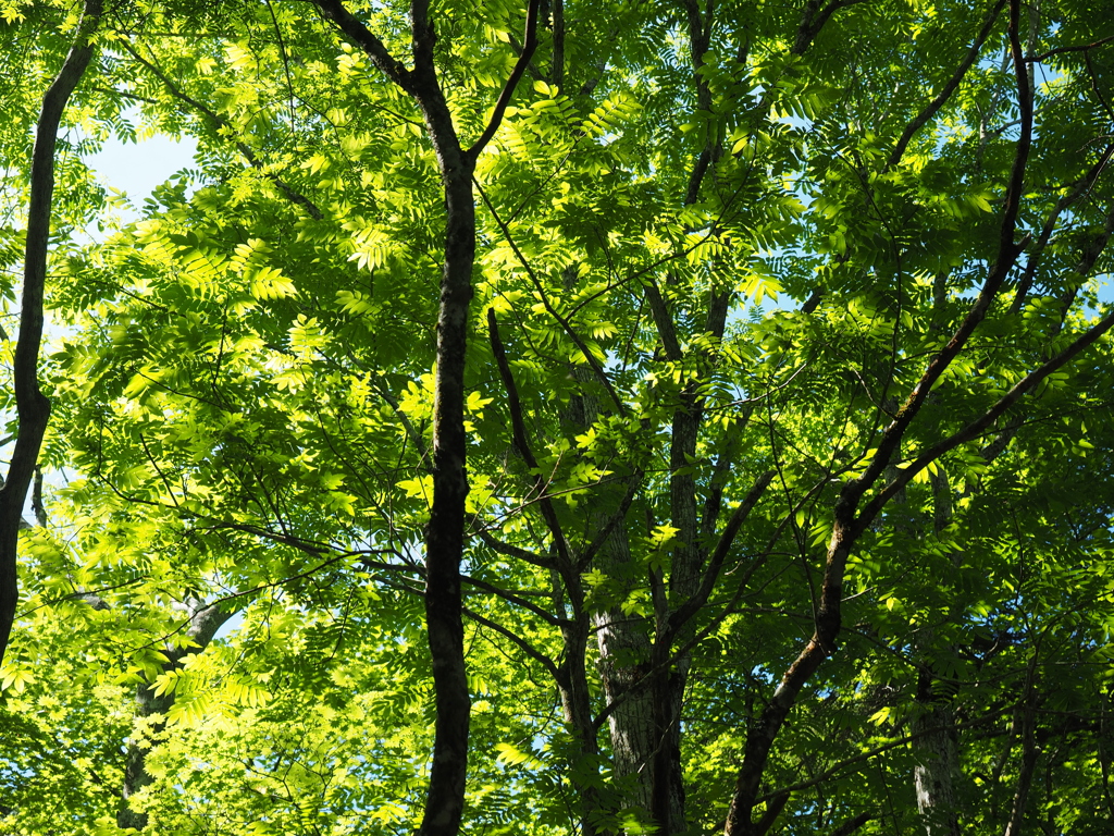P6170319