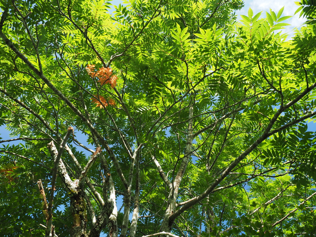 P7080117