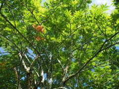P7080117