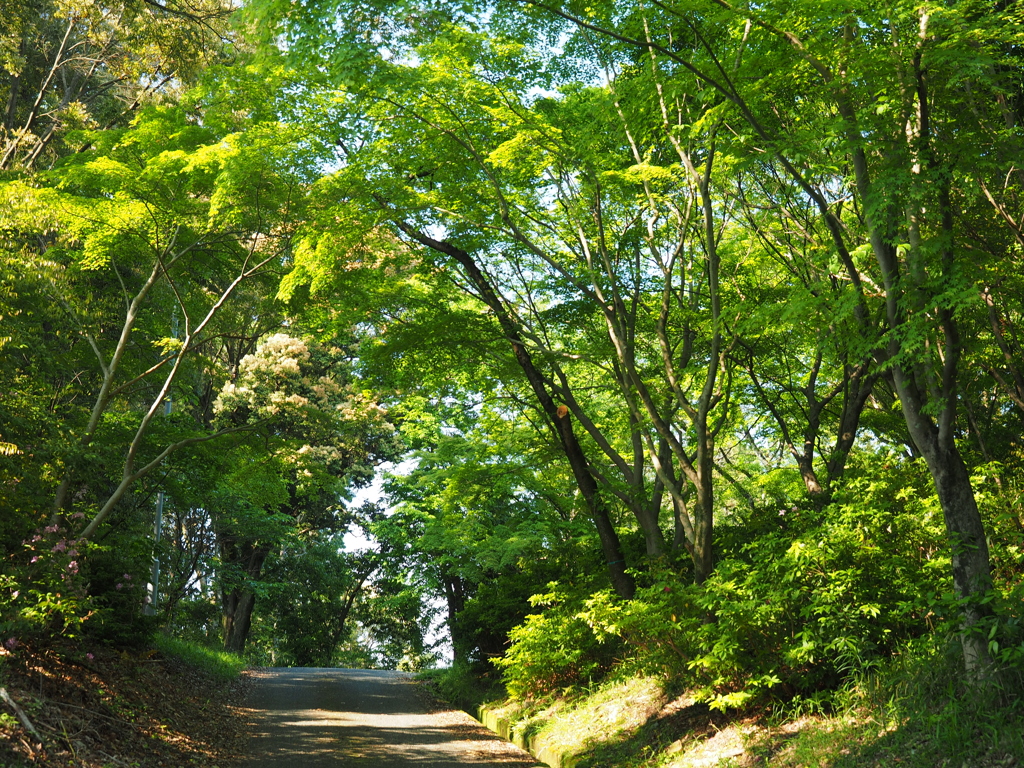P5030035