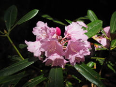 P4270009