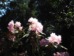 P4270007