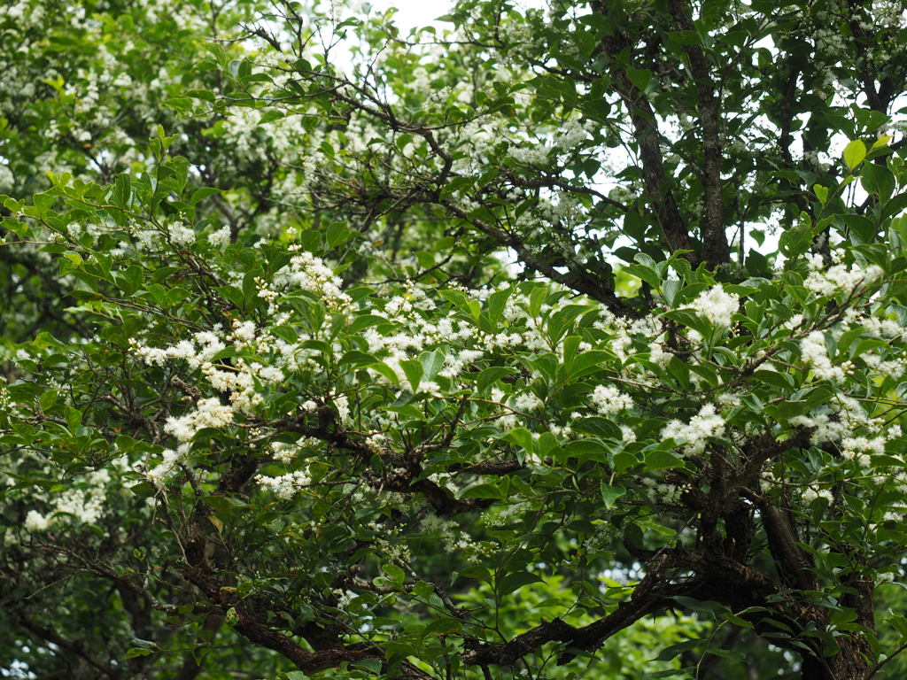 P6170090