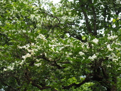 P6170090