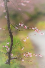 冬桜　静かに淡く