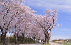 桜の季節