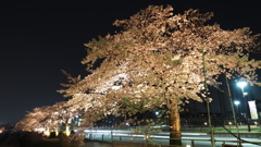 夜桜ライトアップ