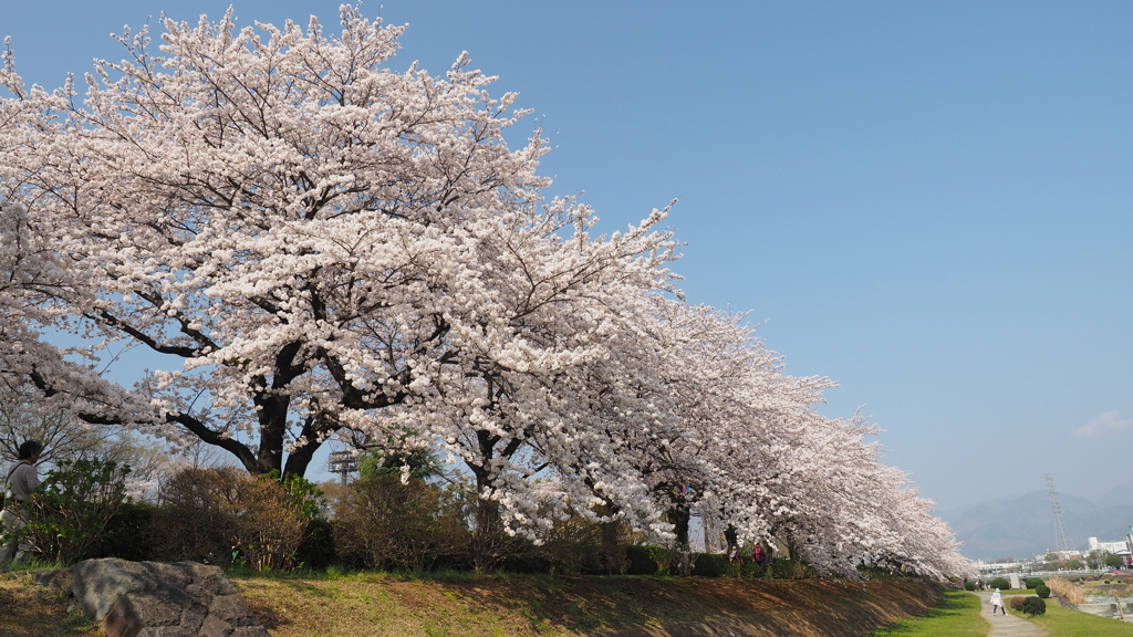 桜並木