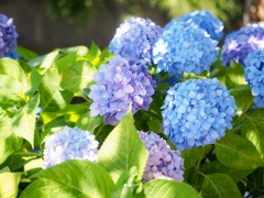 木漏れ日の紫陽花