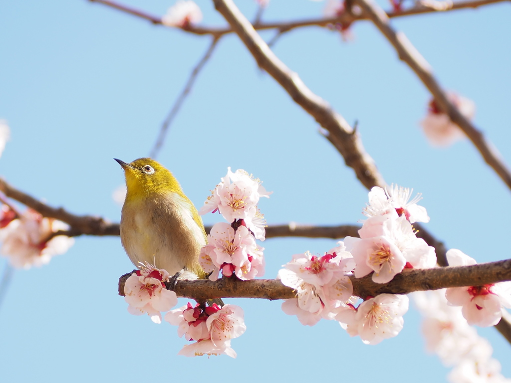 ウメジロ