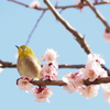 ウメジロ
