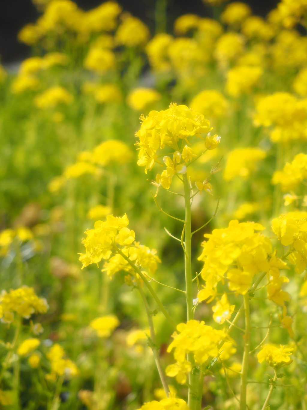 菜の花