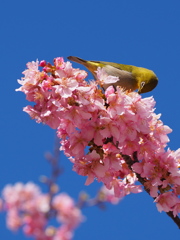 河津桜とメジロさん