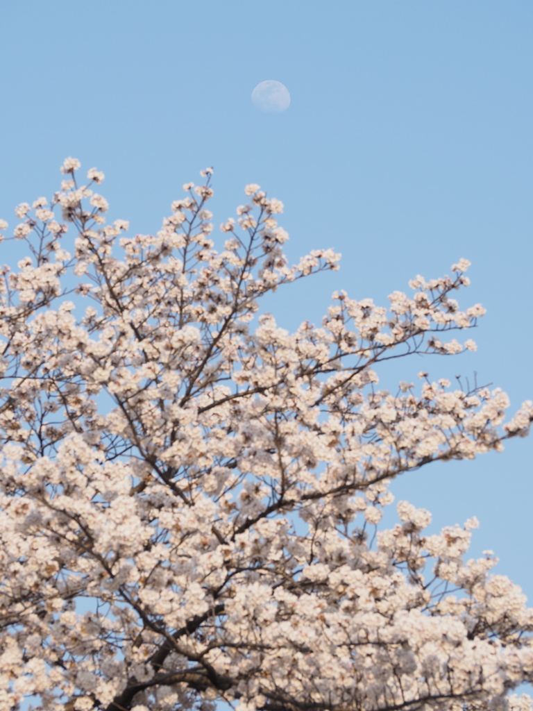 白昼の花見月