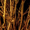 夜の植物