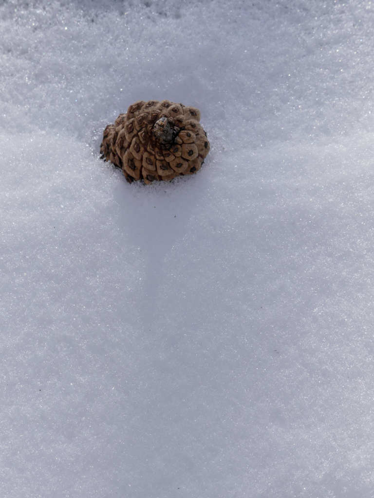春はまだ？