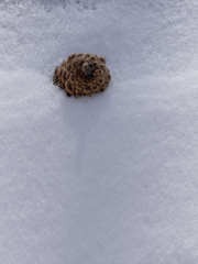 春はまだ？