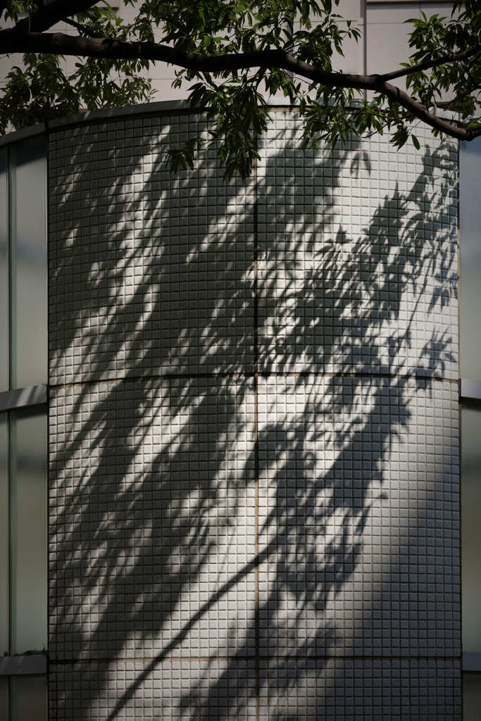 木漏れ日