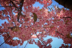 IMG_3284 春が来る