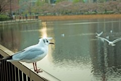 上野公園