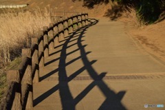 公園の散歩道