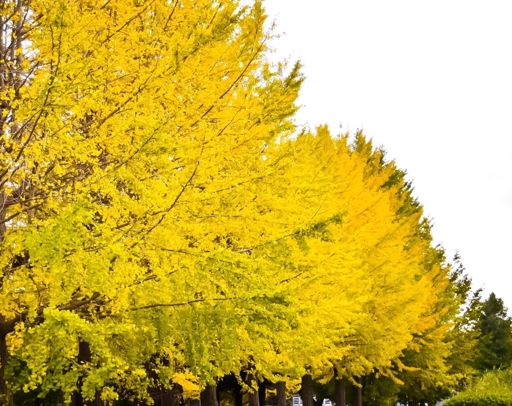 近くの公園