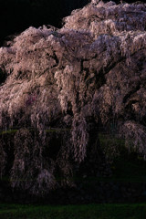 日の出直後の老桜