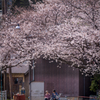 桜の下で