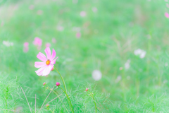 フワフワ秋桜