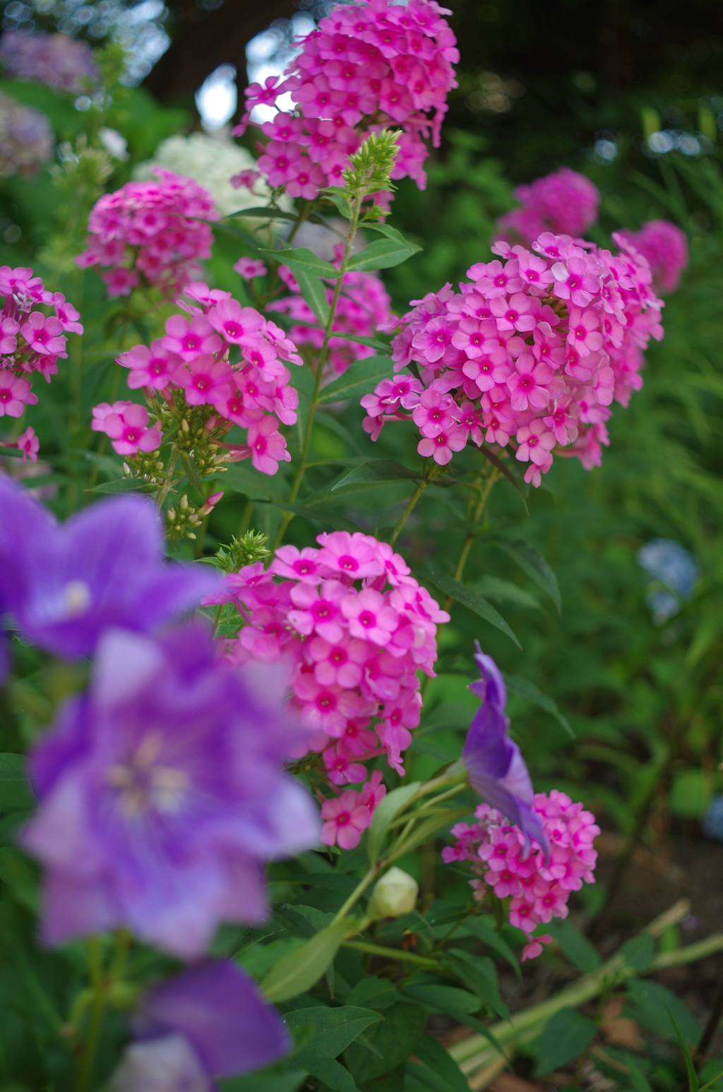 花３