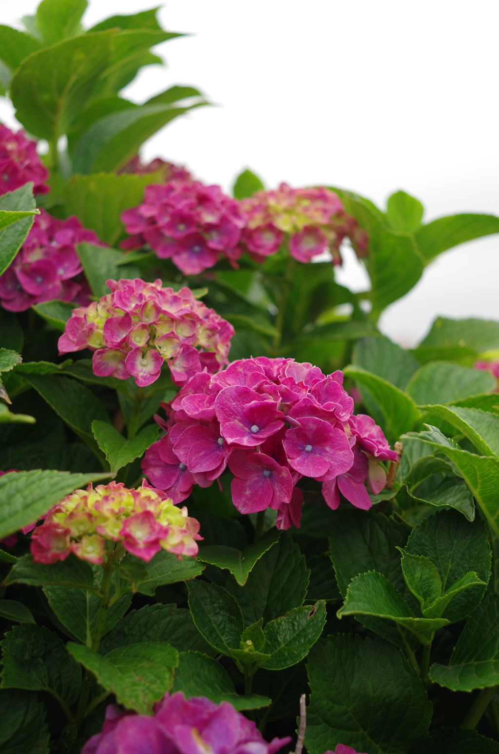 紫陽花　その４