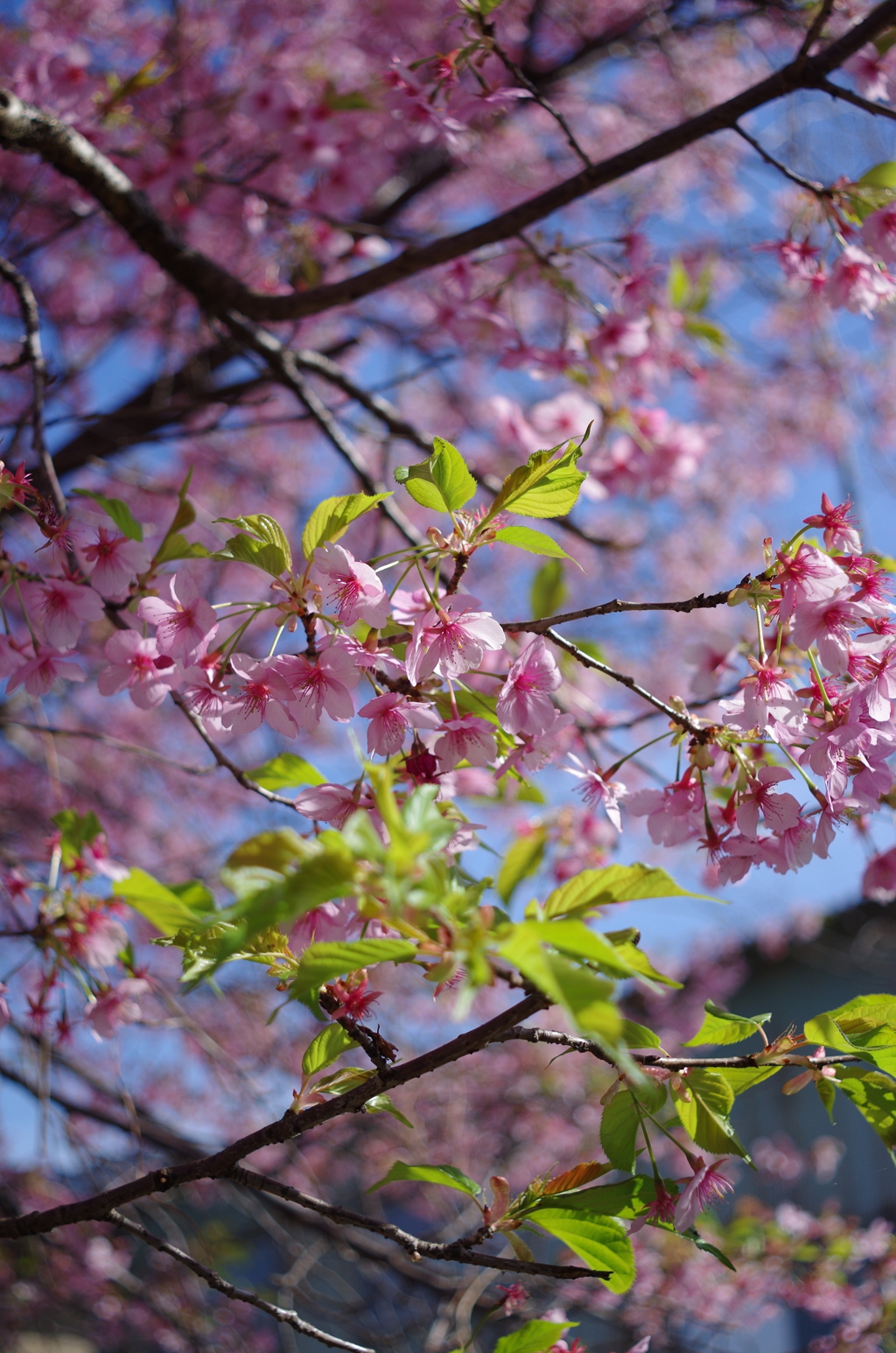桜