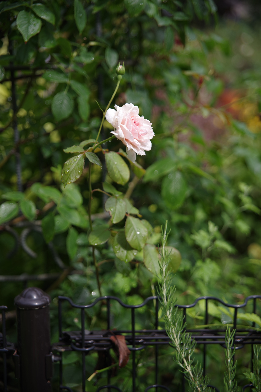 花　その１