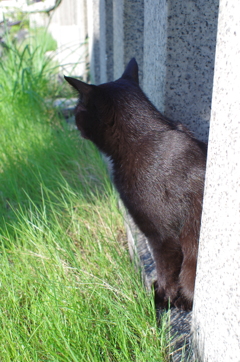 湯畑を眺める猫