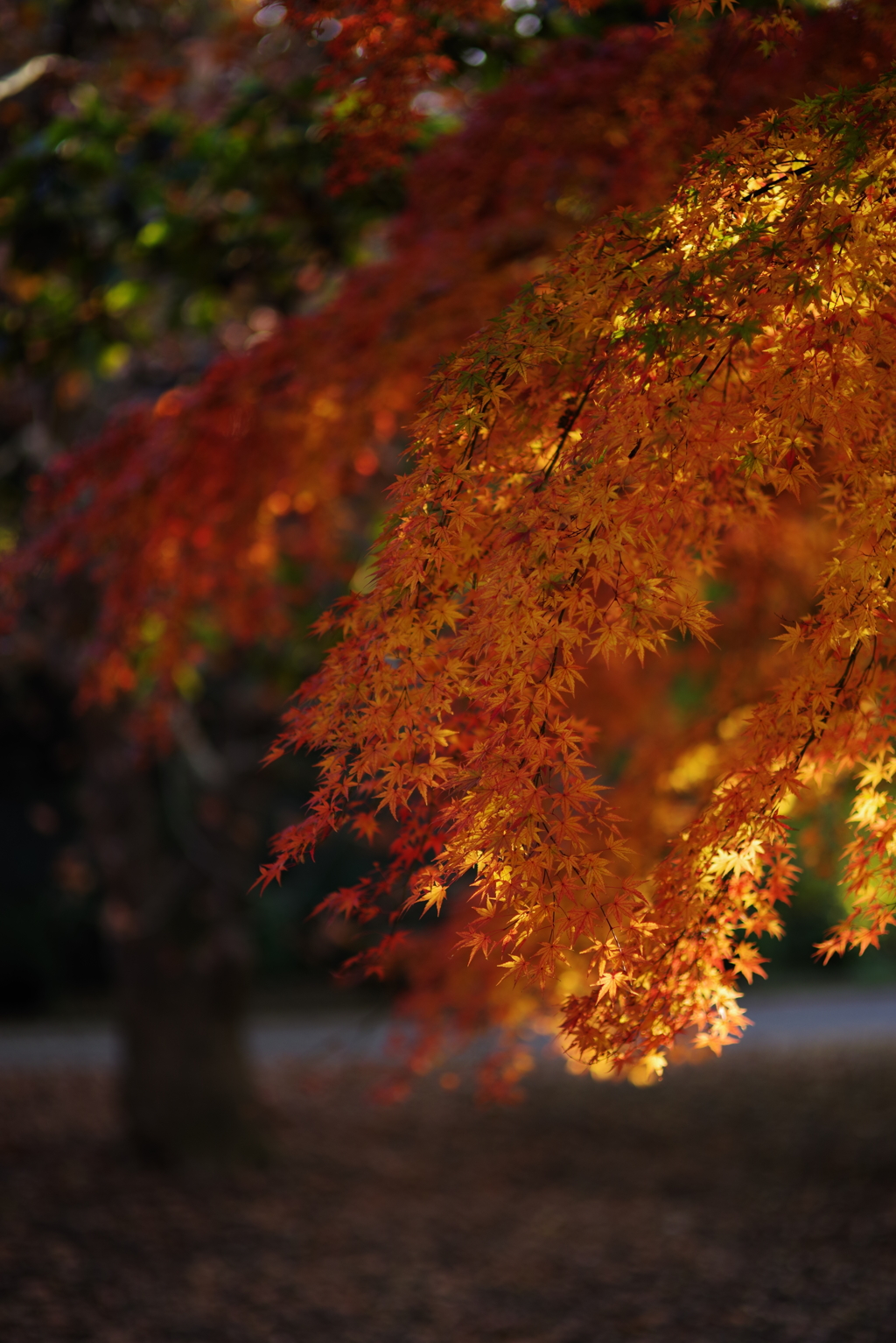 散歩中の紅葉　その６