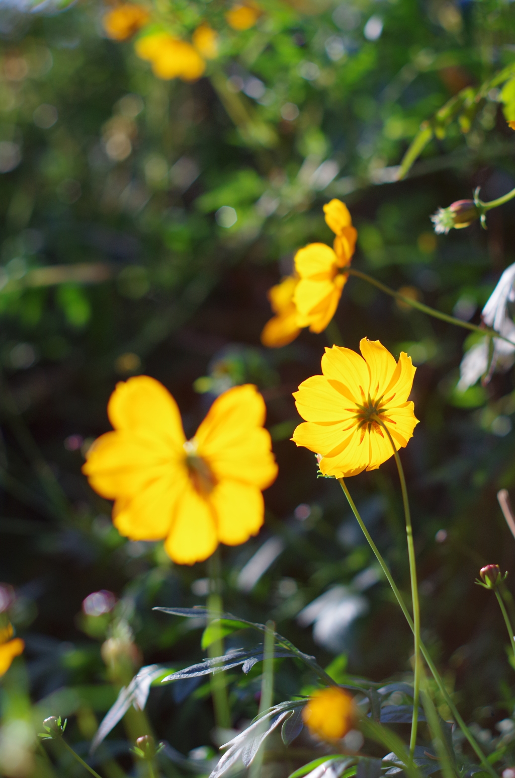 散歩中の花　その２