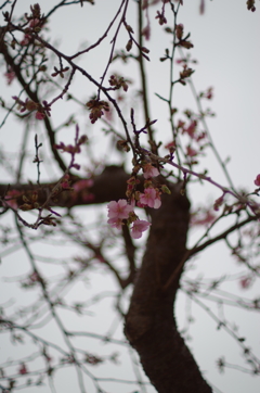 河津桜