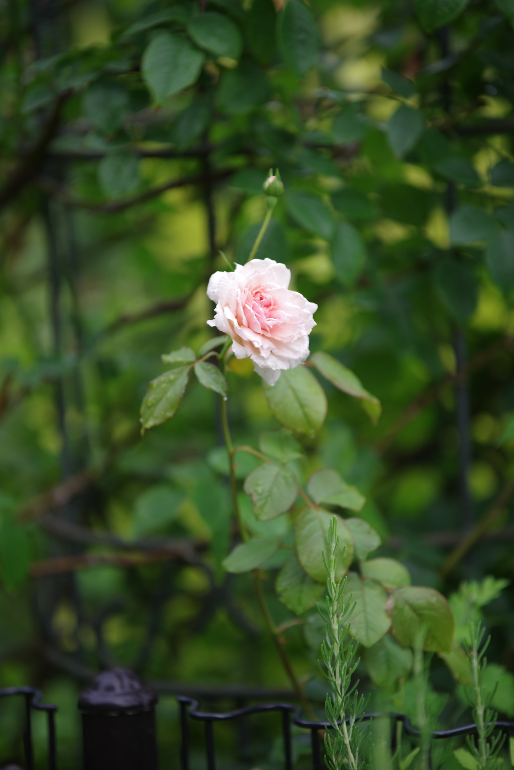 花　その６