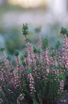 散歩中の花