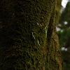 苔むした木　その１