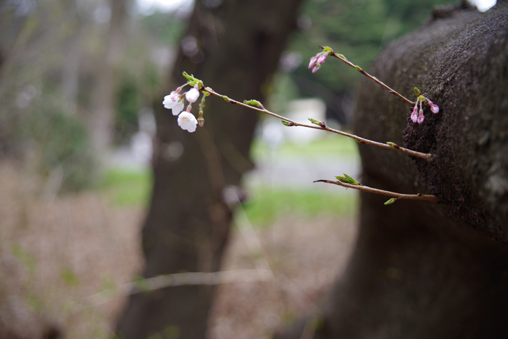 散歩中の桜　その１