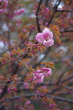 八重桜