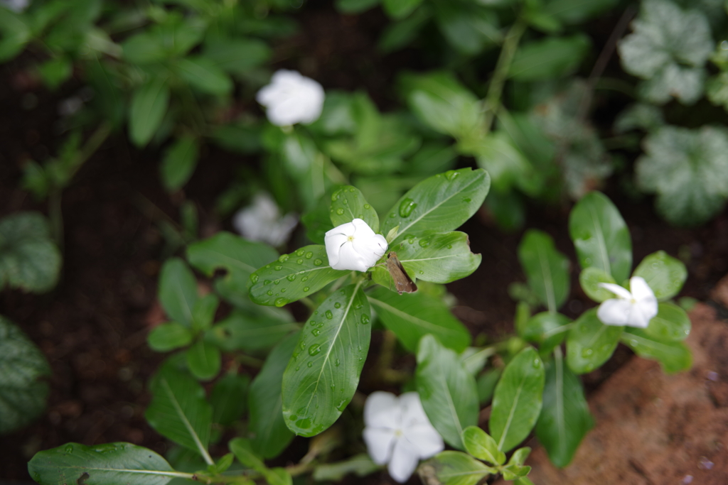花　その２