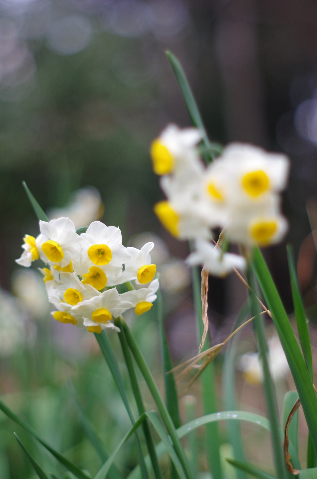 散歩先の花　その６
