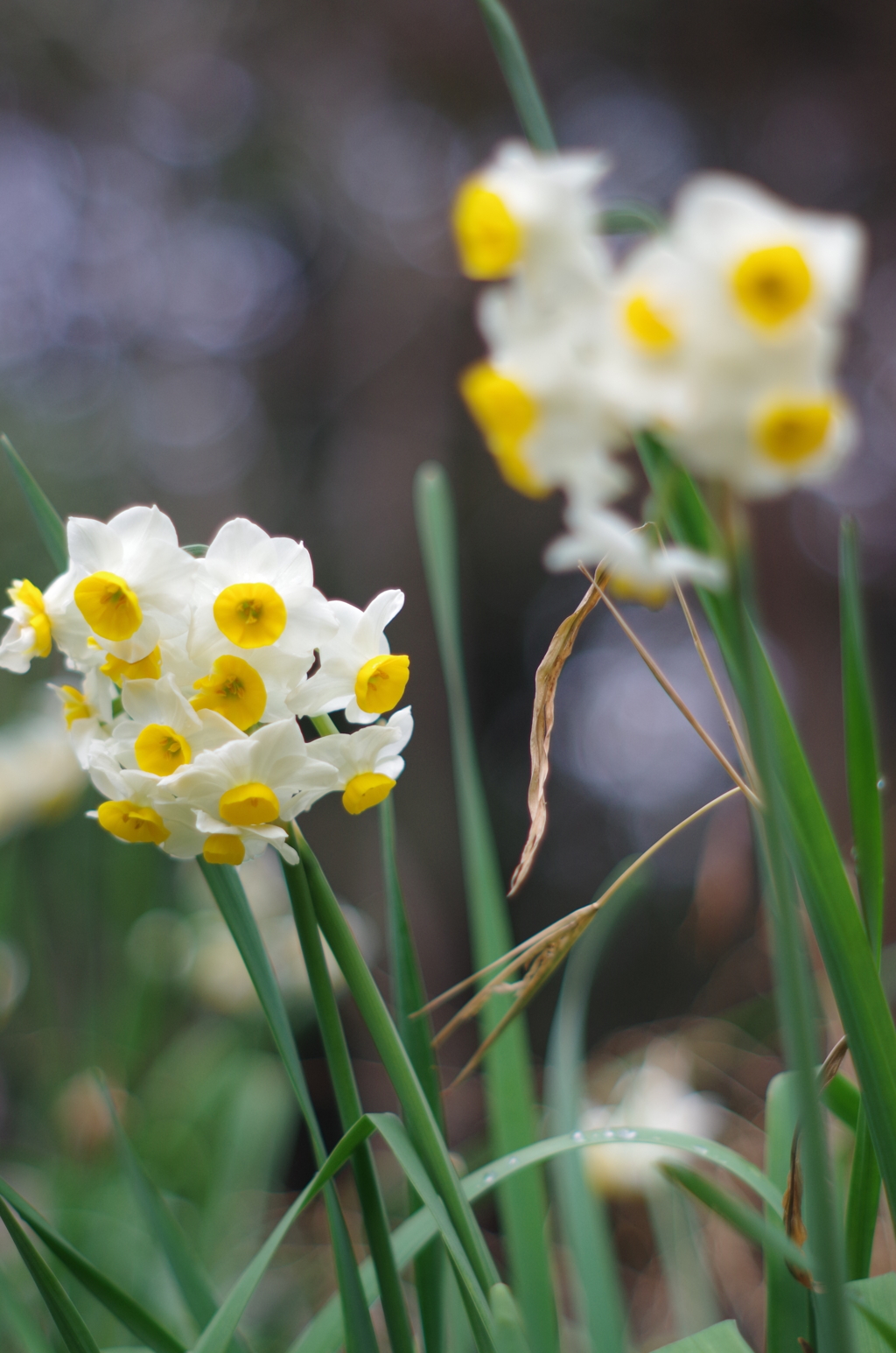 散歩先の花　その５