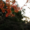 秋の名残　その３